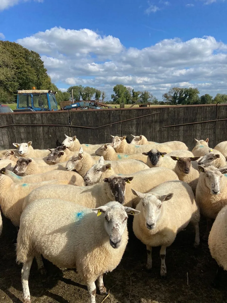Ewe hoggets - Image 4