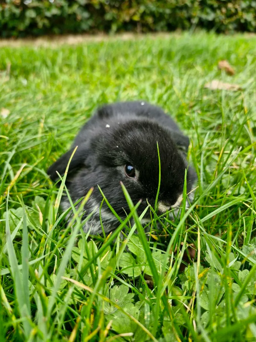 Purebred Mini Lop Rabbits - Image 2