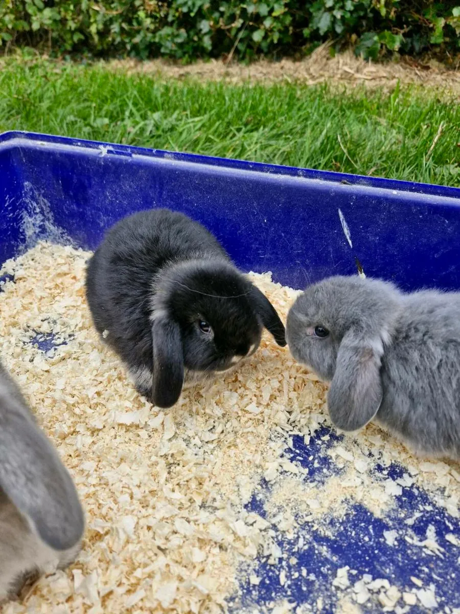 Purebred Mini Lop Rabbits - Image 4