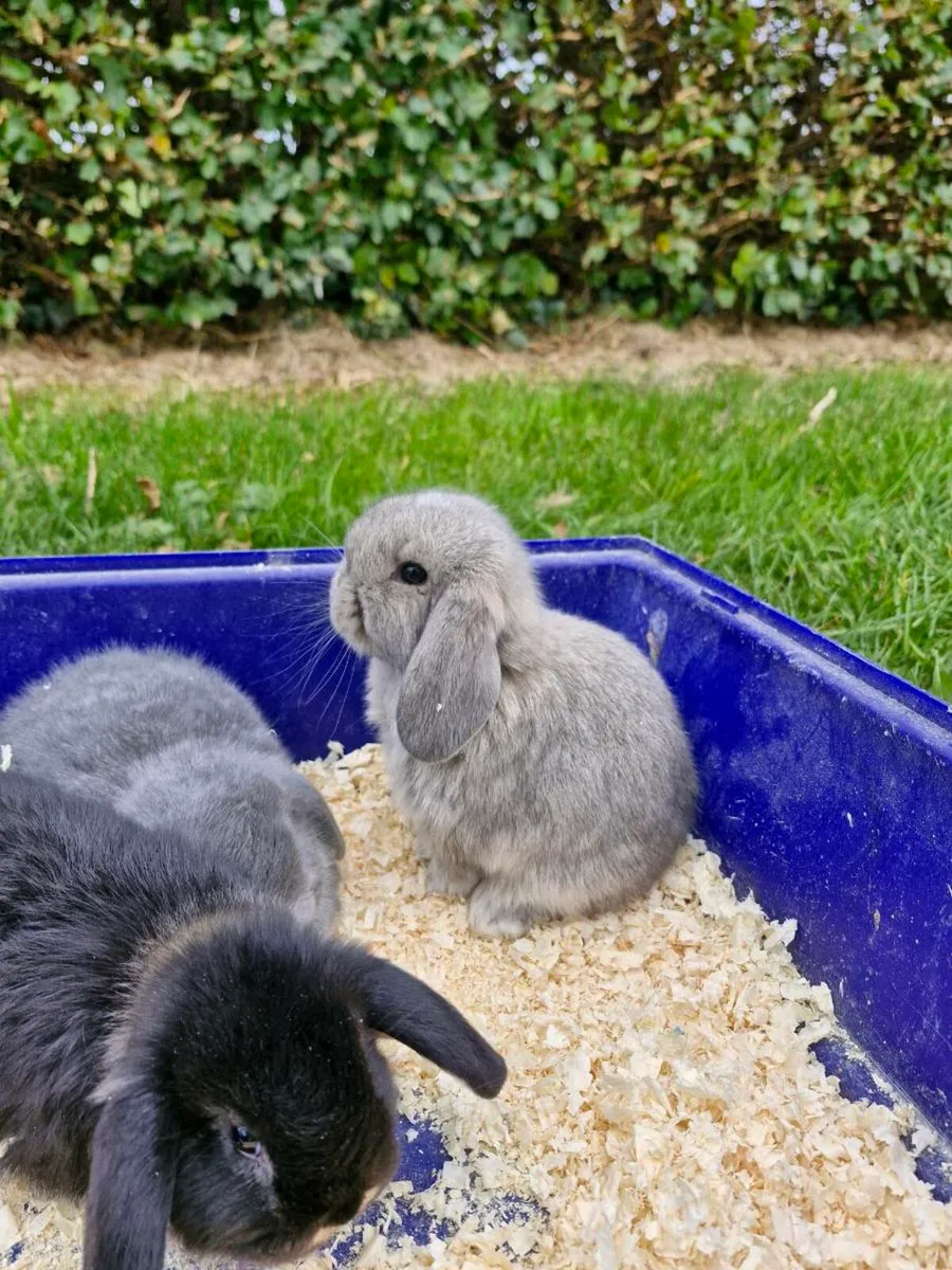 Purebred Mini Lop Rabbits - Image 1