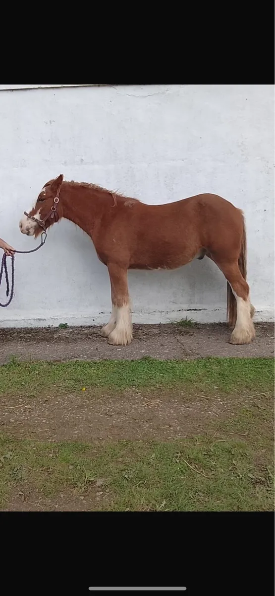 Two 3 Year OLD COBS - Image 1