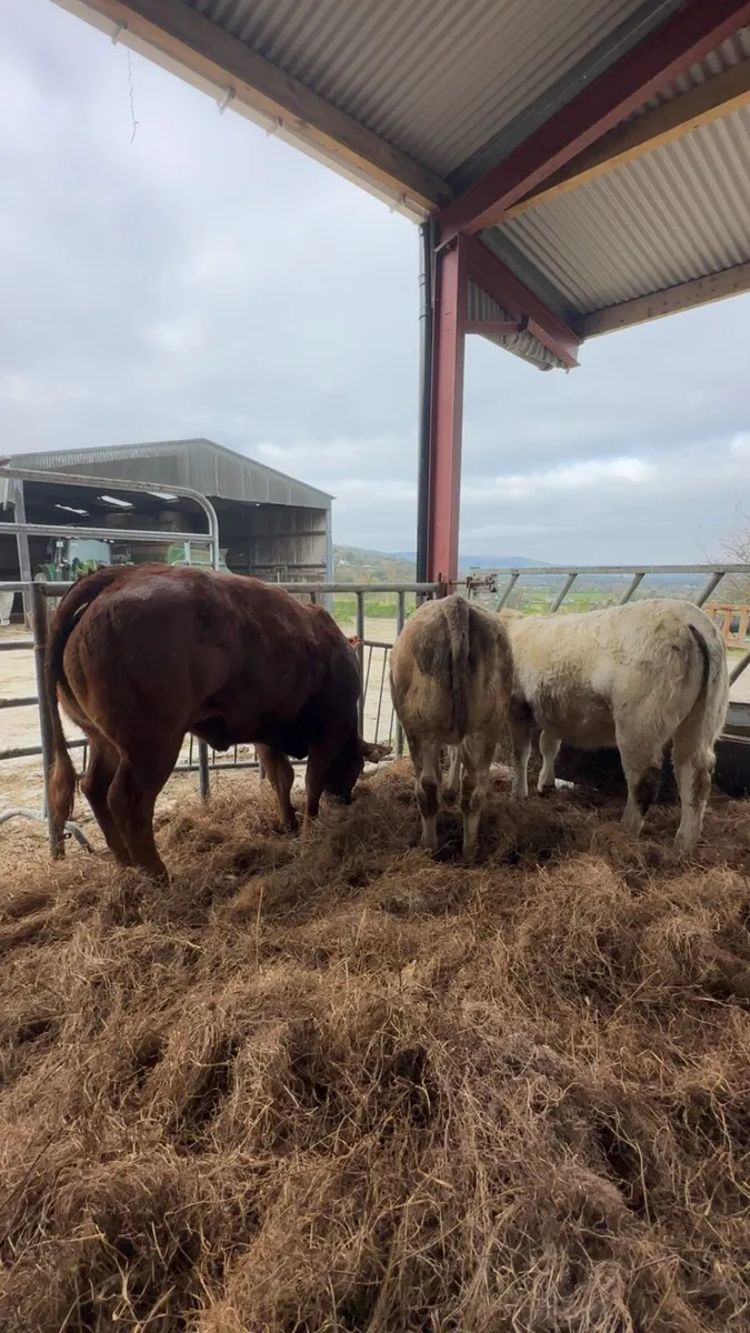 Quality Breeding heifers - Image 4