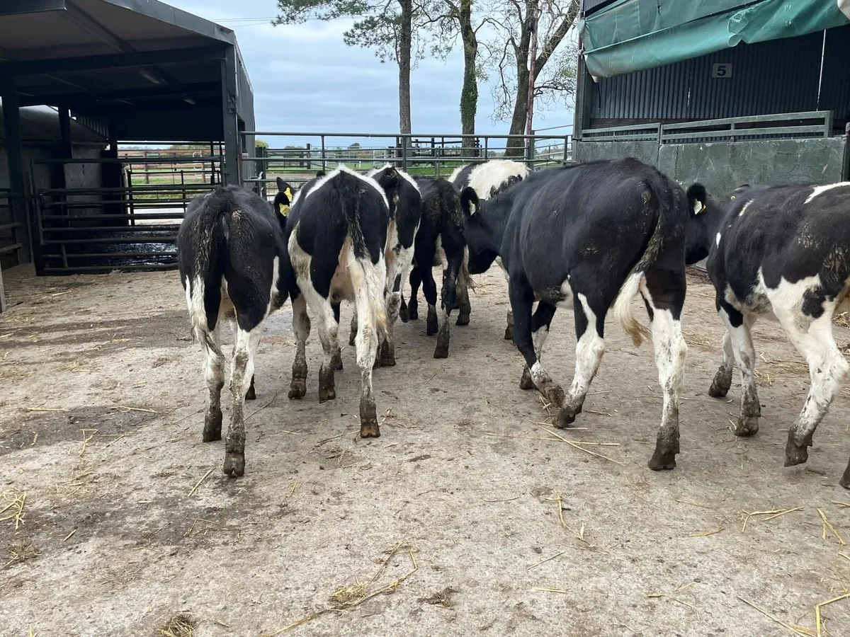 7 high  ebi February born  Frisian heifers - Image 1