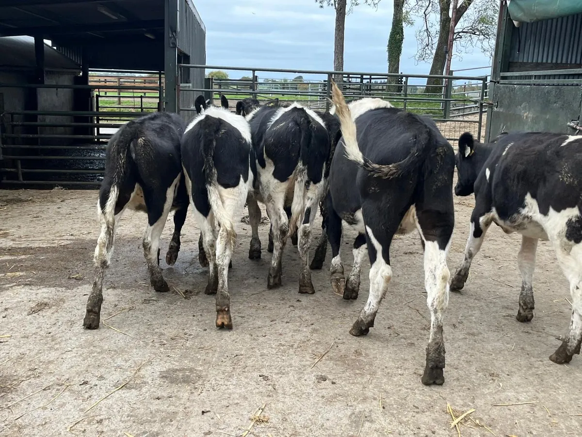 7 high  ebi February born  Frisian heifers - Image 2