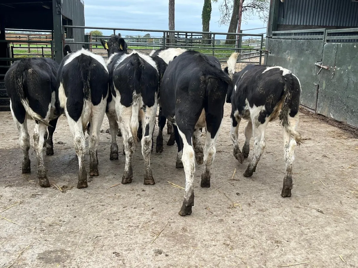 7 high  ebi February born  Frisian heifers - Image 3