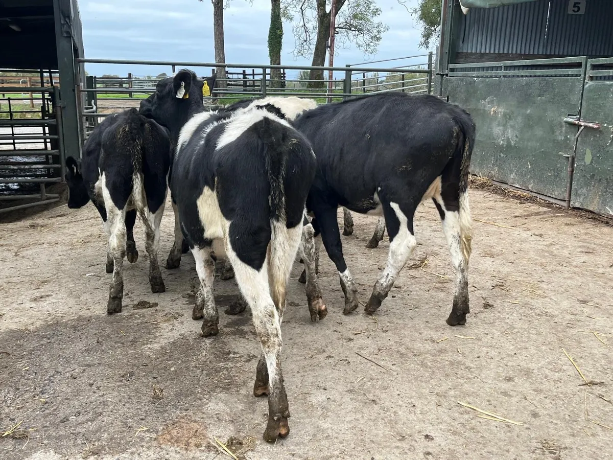 7 high  ebi February born  Frisian heifers - Image 4