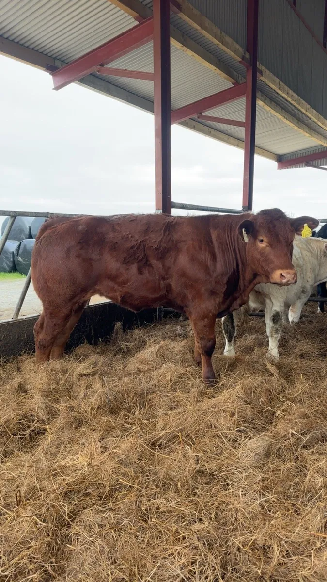 Quality Breeding heifers - Image 1