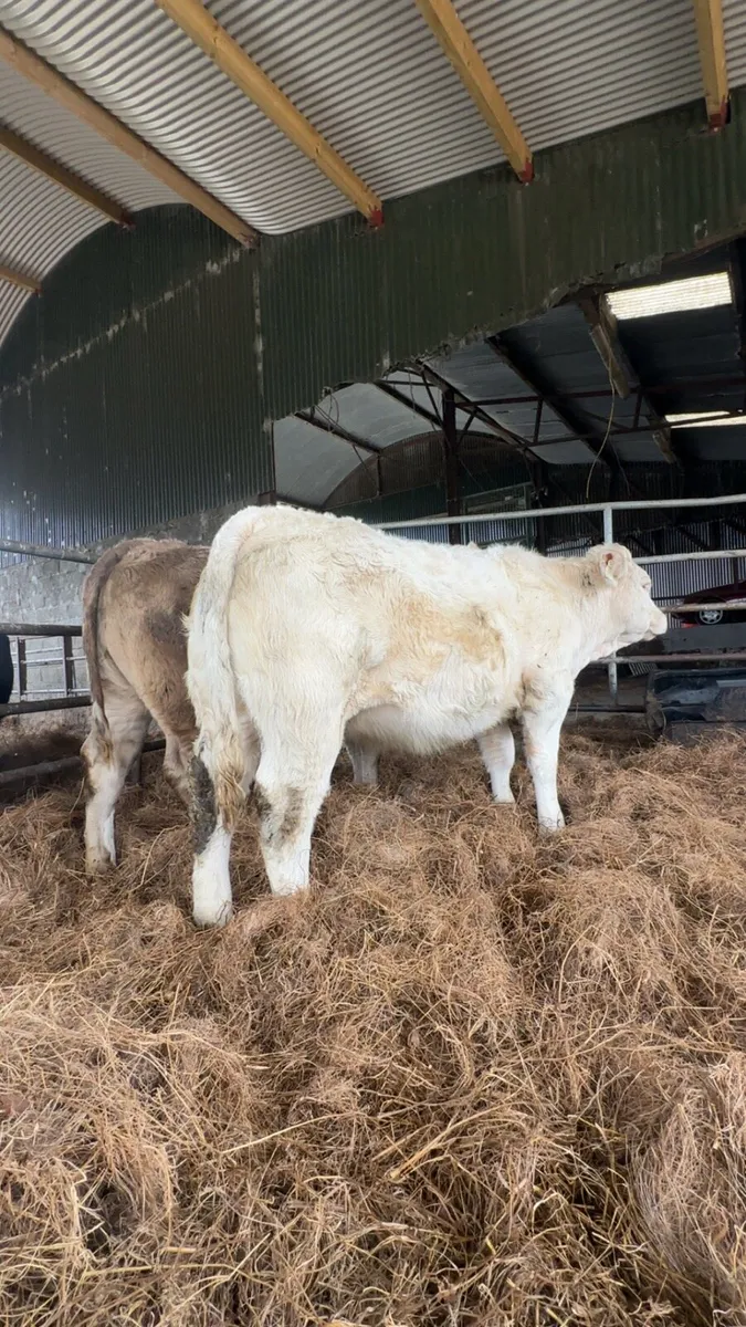 Quality Breeding heifers - Image 2