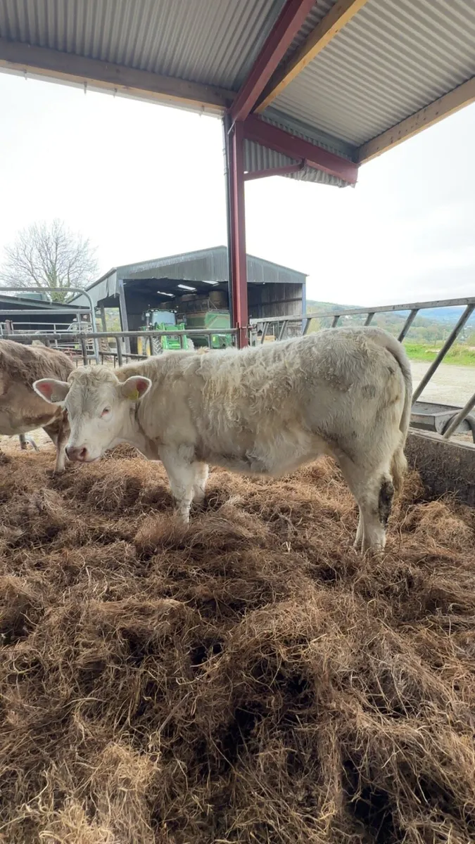 Quality Breeding heifers - Image 3