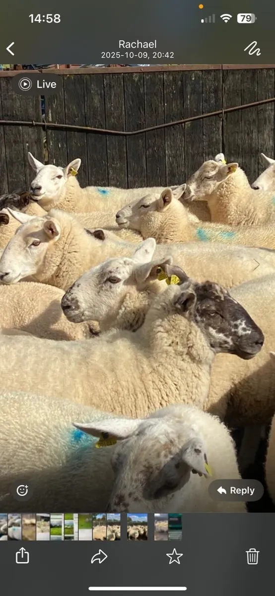 Ewe hoggets - Image 1