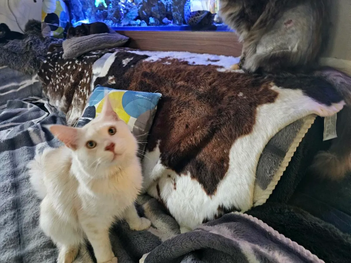 Two Maine Coon for sale - Image 2