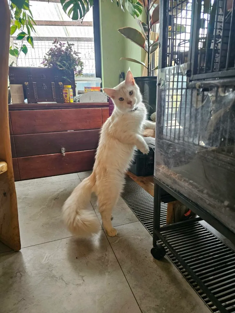 Two Maine Coon for sale - Image 1