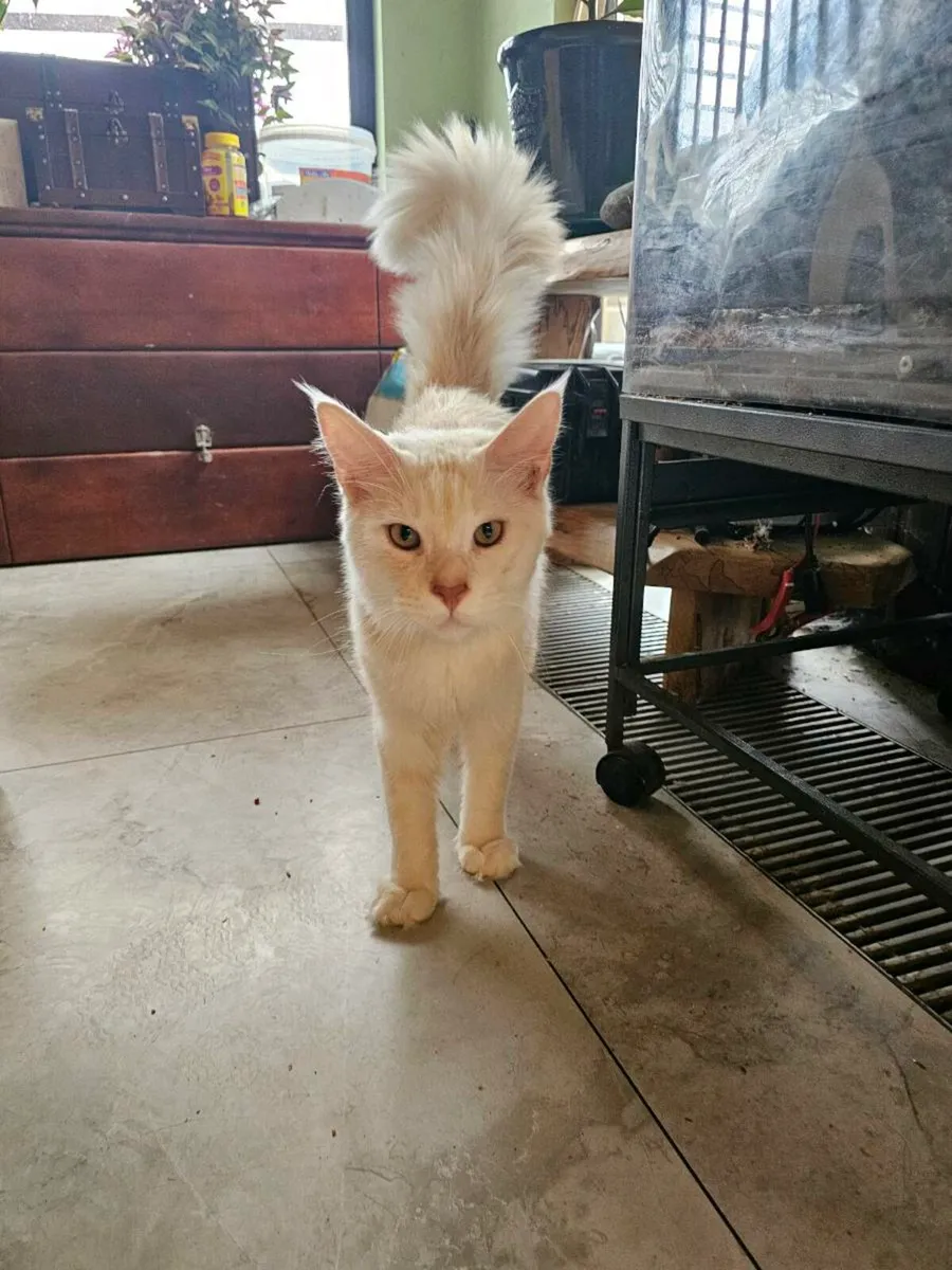 Two Maine Coon for sale - Image 3