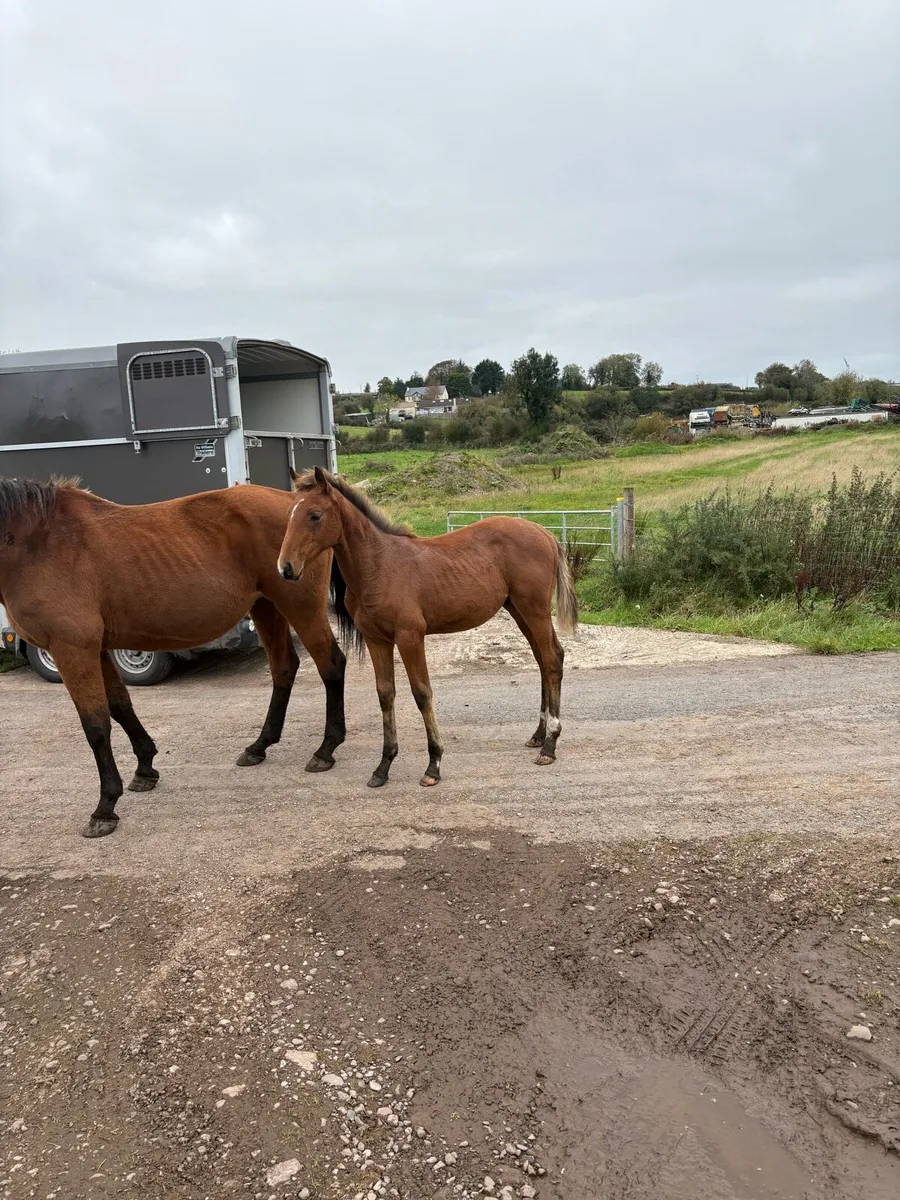 Broodmare and Avos Jordan Z foal - Image 1