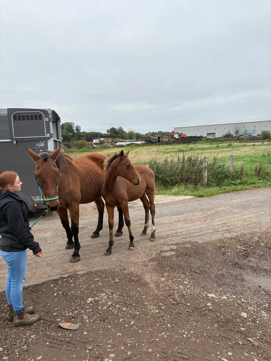 Broodmare and Avos Jordan Z foal - Image 2