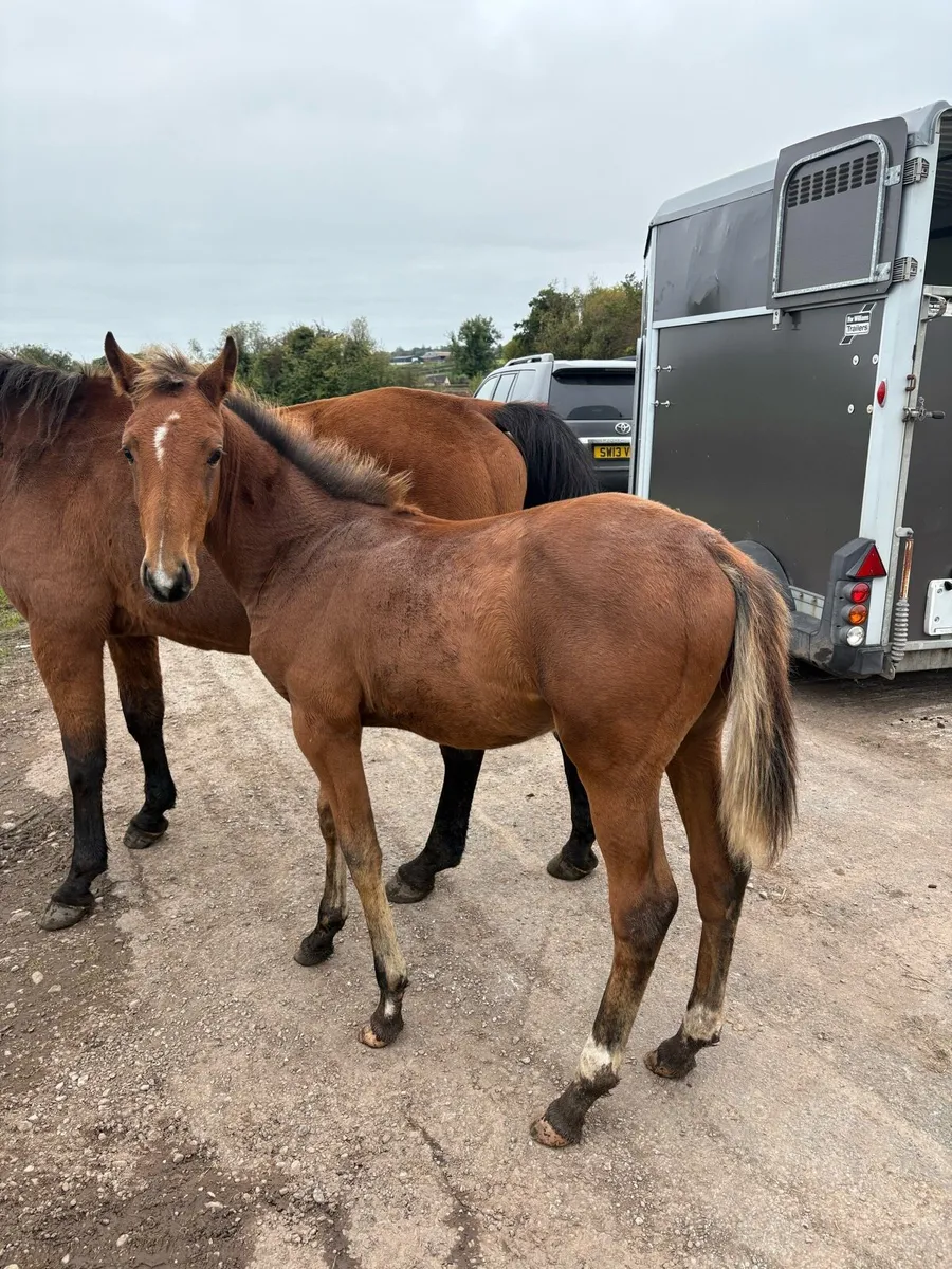 Broodmare and Avos Jordan Z foal - Image 3