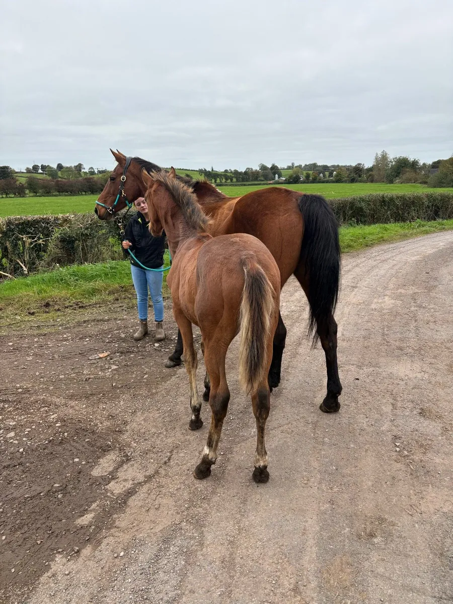 Broodmare and Avos Jordan Z foal - Image 4