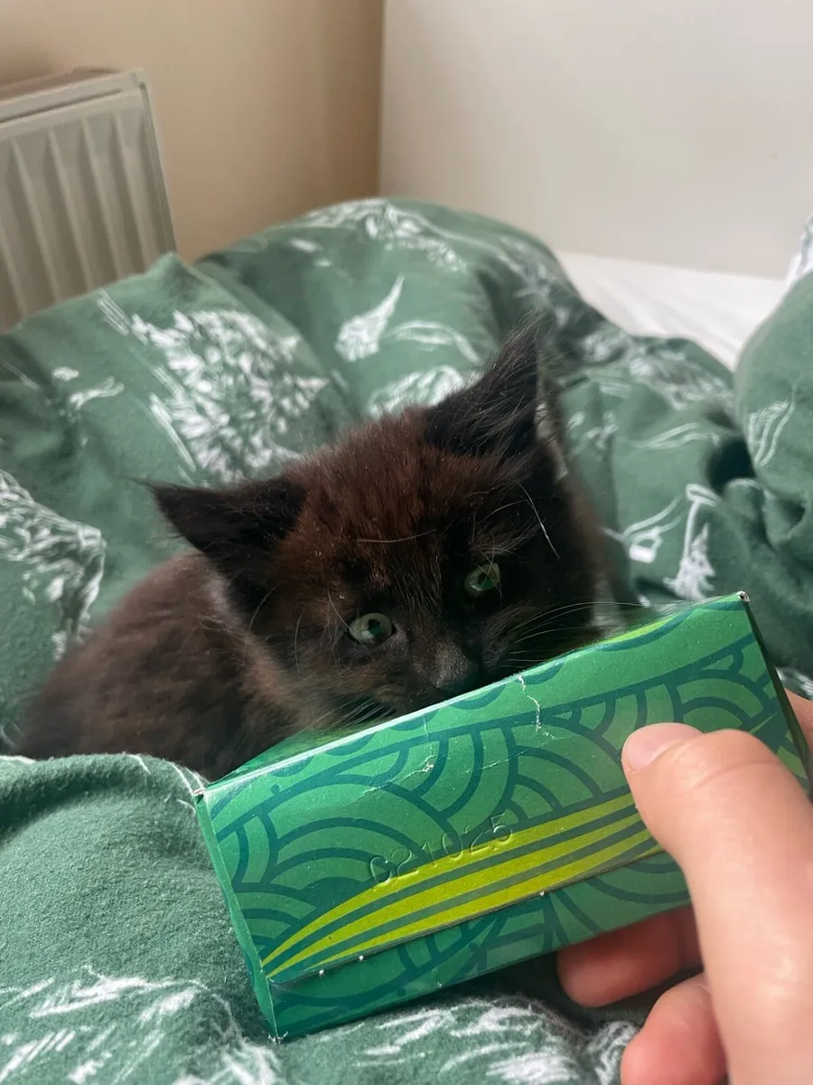 kitten Tortoiseshell - Image 2