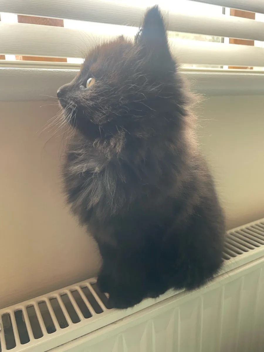 kitten Tortoiseshell - Image 4