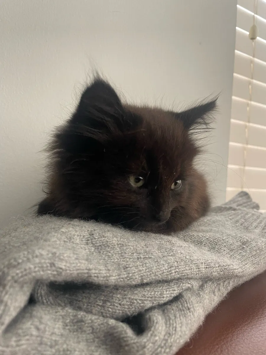 kitten Tortoiseshell - Image 1