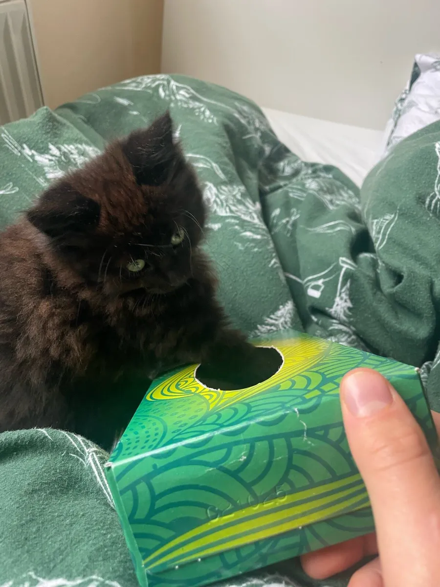 kitten Tortoiseshell - Image 3