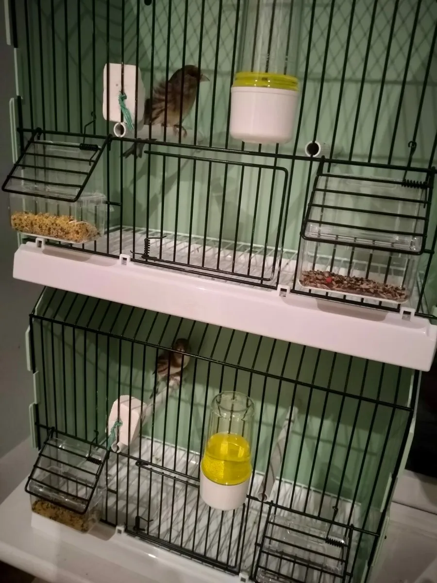 Birds Canary x - Image 1