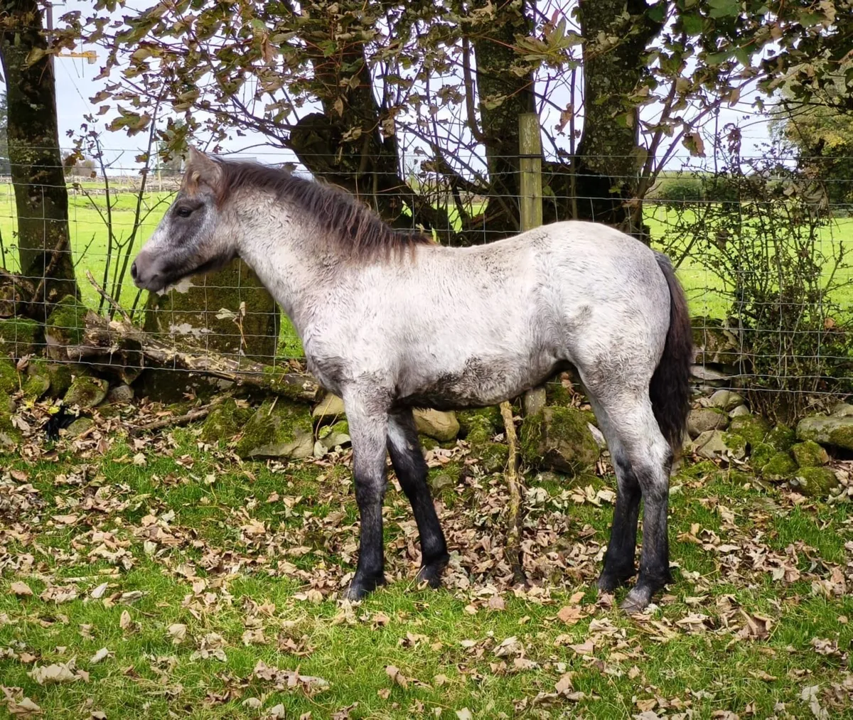Super Connemara Filly
