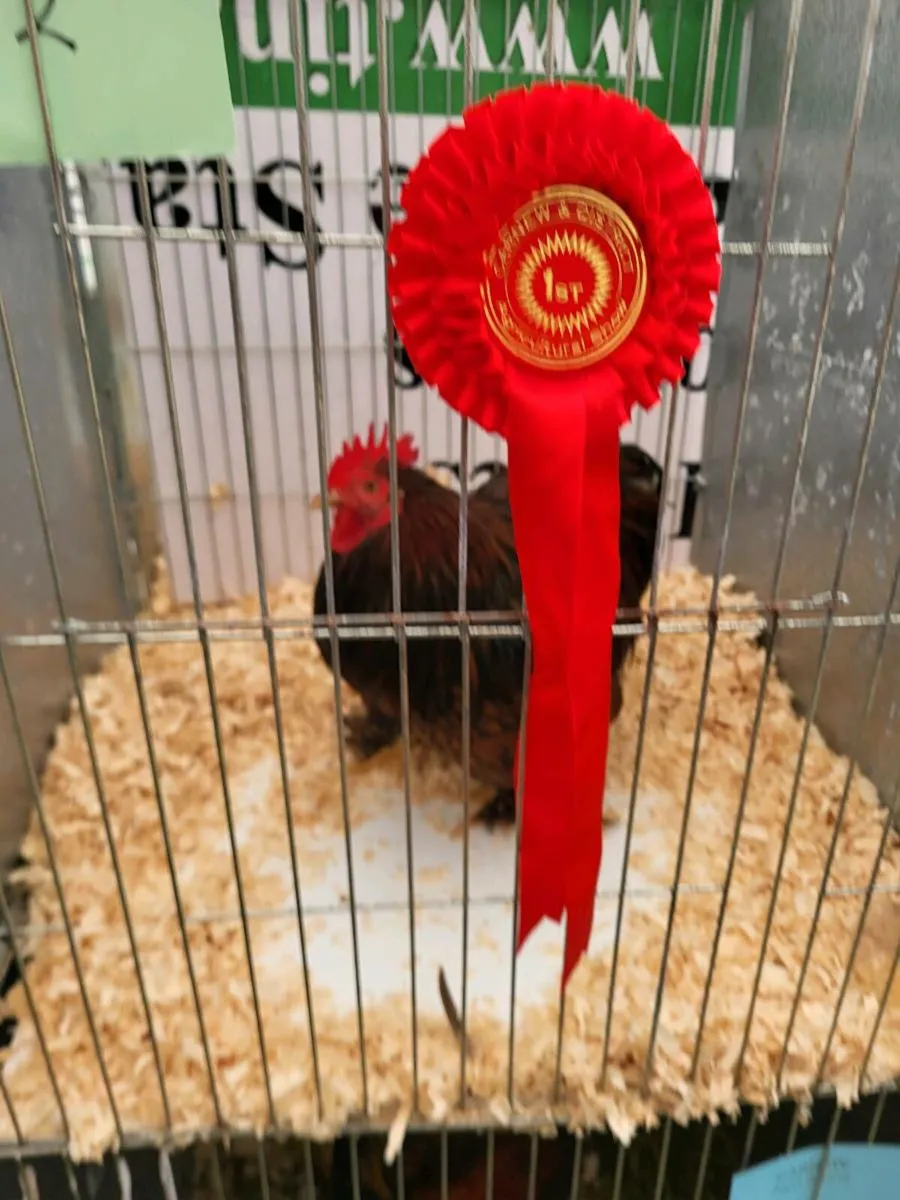 Pure bred poultry clear out - Image 1