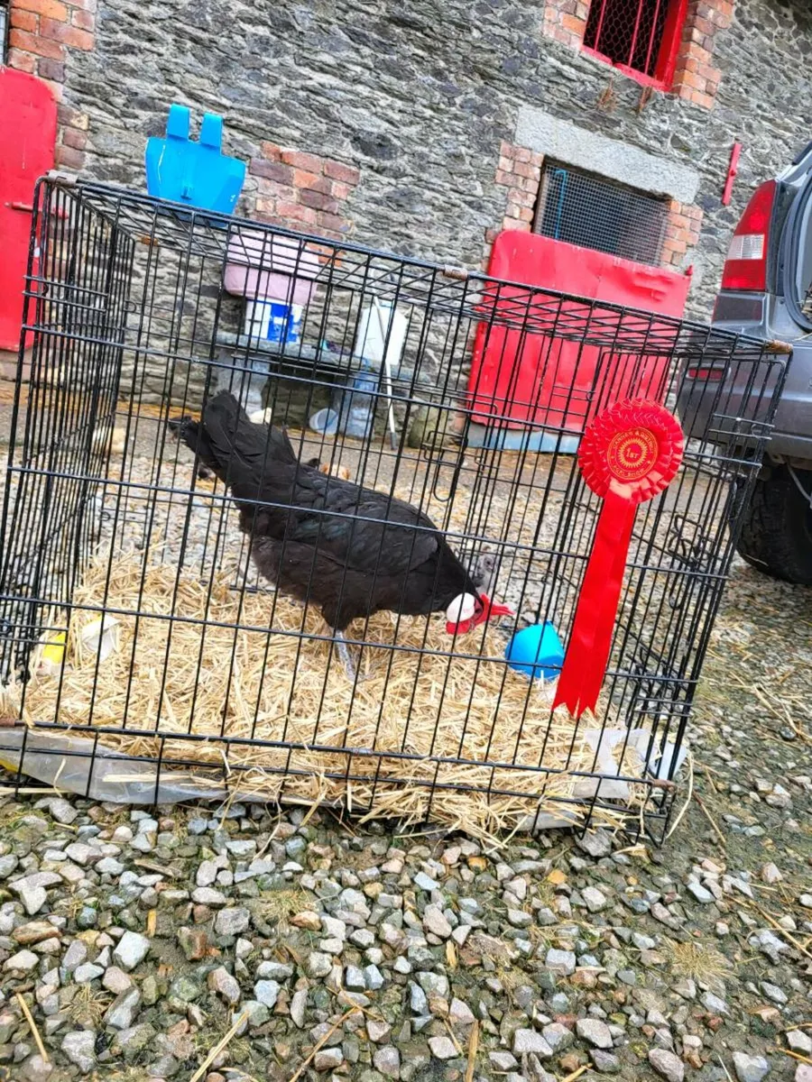 Pure bred poultry clear out - Image 3