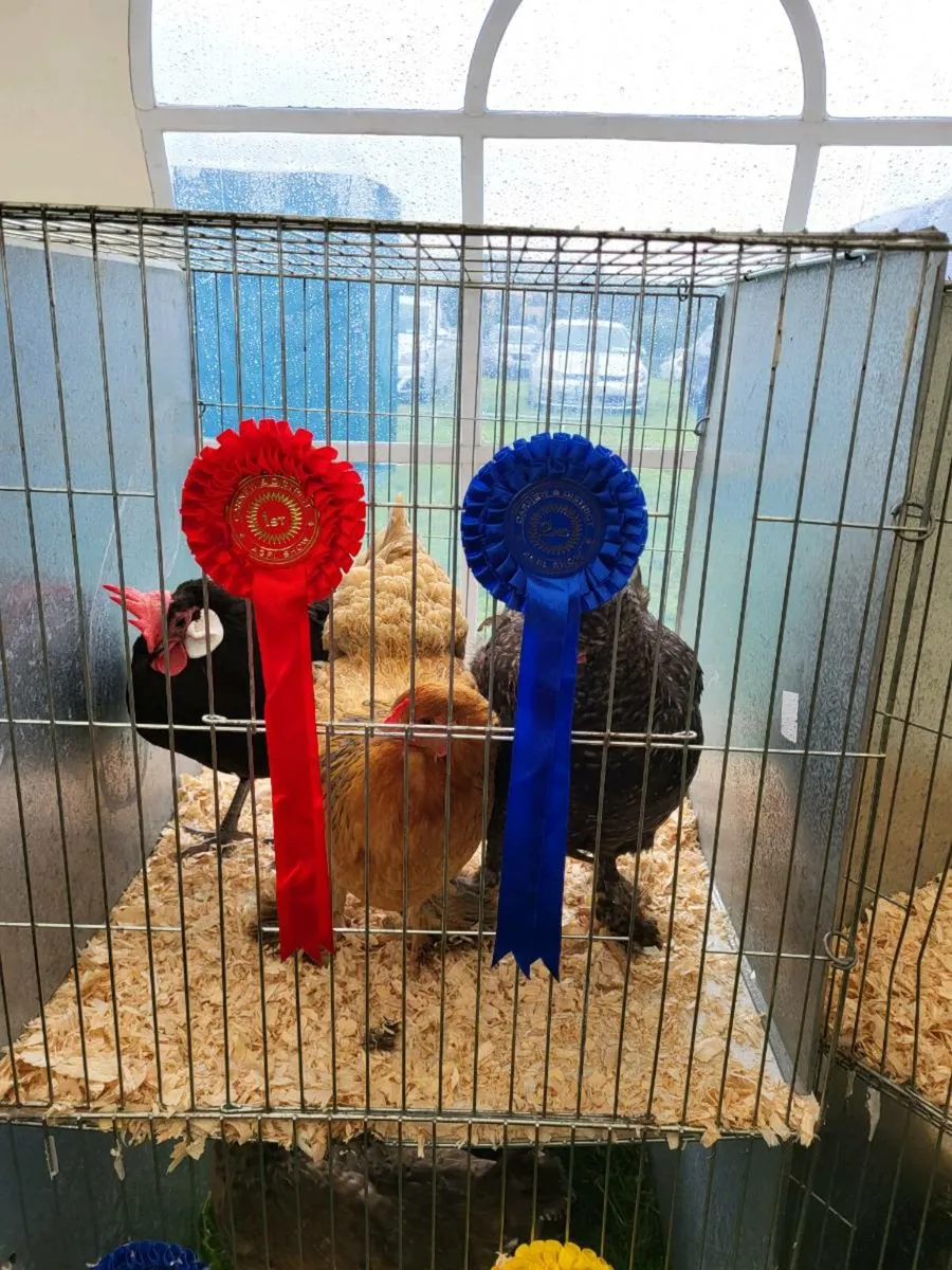 Pure bred poultry clear out - Image 4
