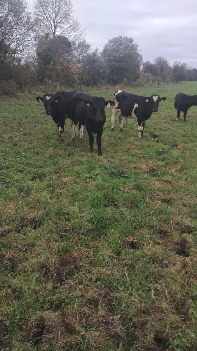 Friasian weanlings - Image 4