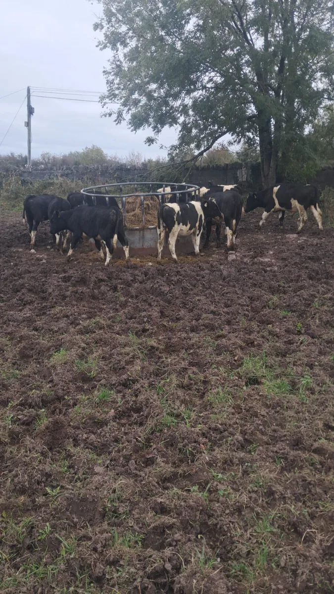 Friasian weanlings - Image 2