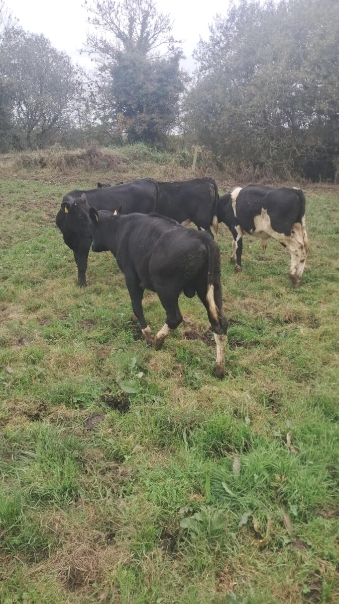 Friasian weanlings - Image 3