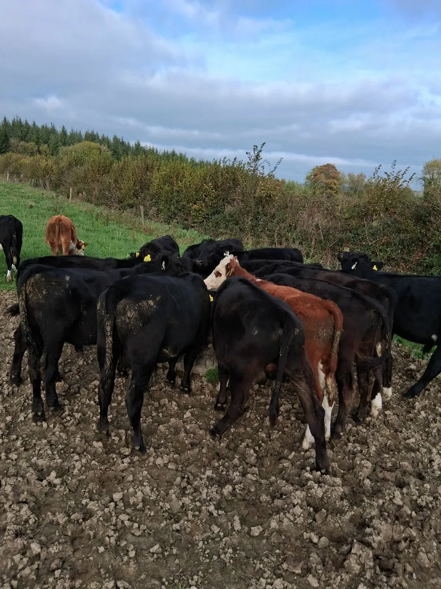 AA bull weanlings - Image 1