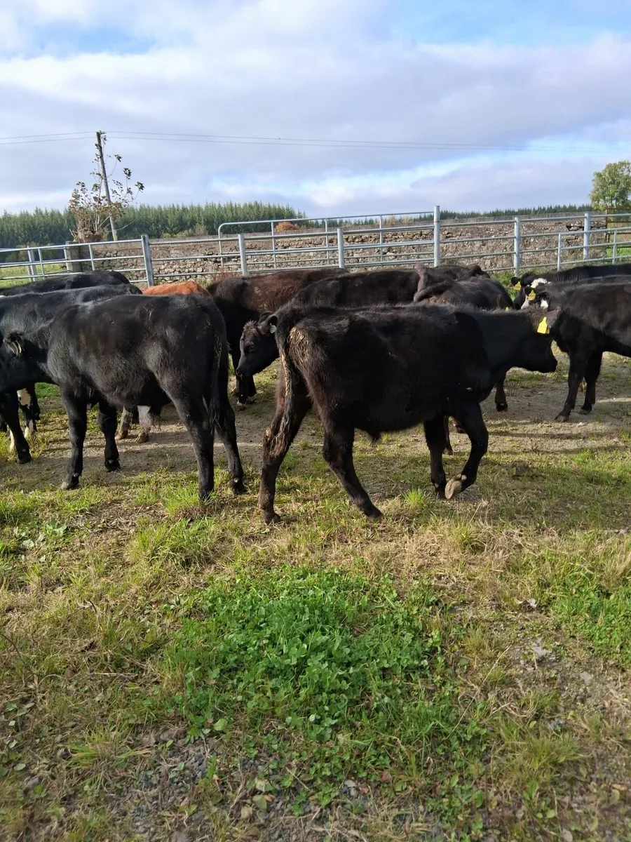 AA bull weanlings - Image 2