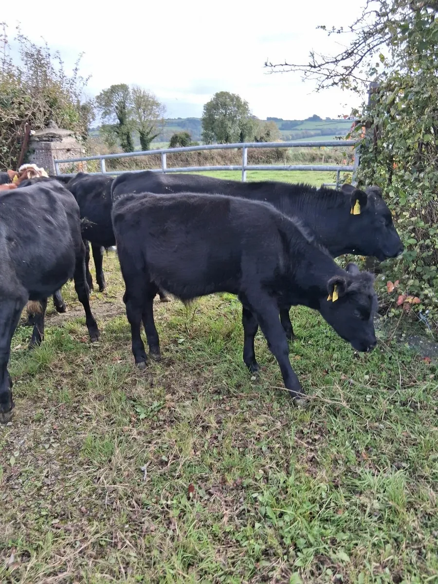 AA bull weanlings - Image 3