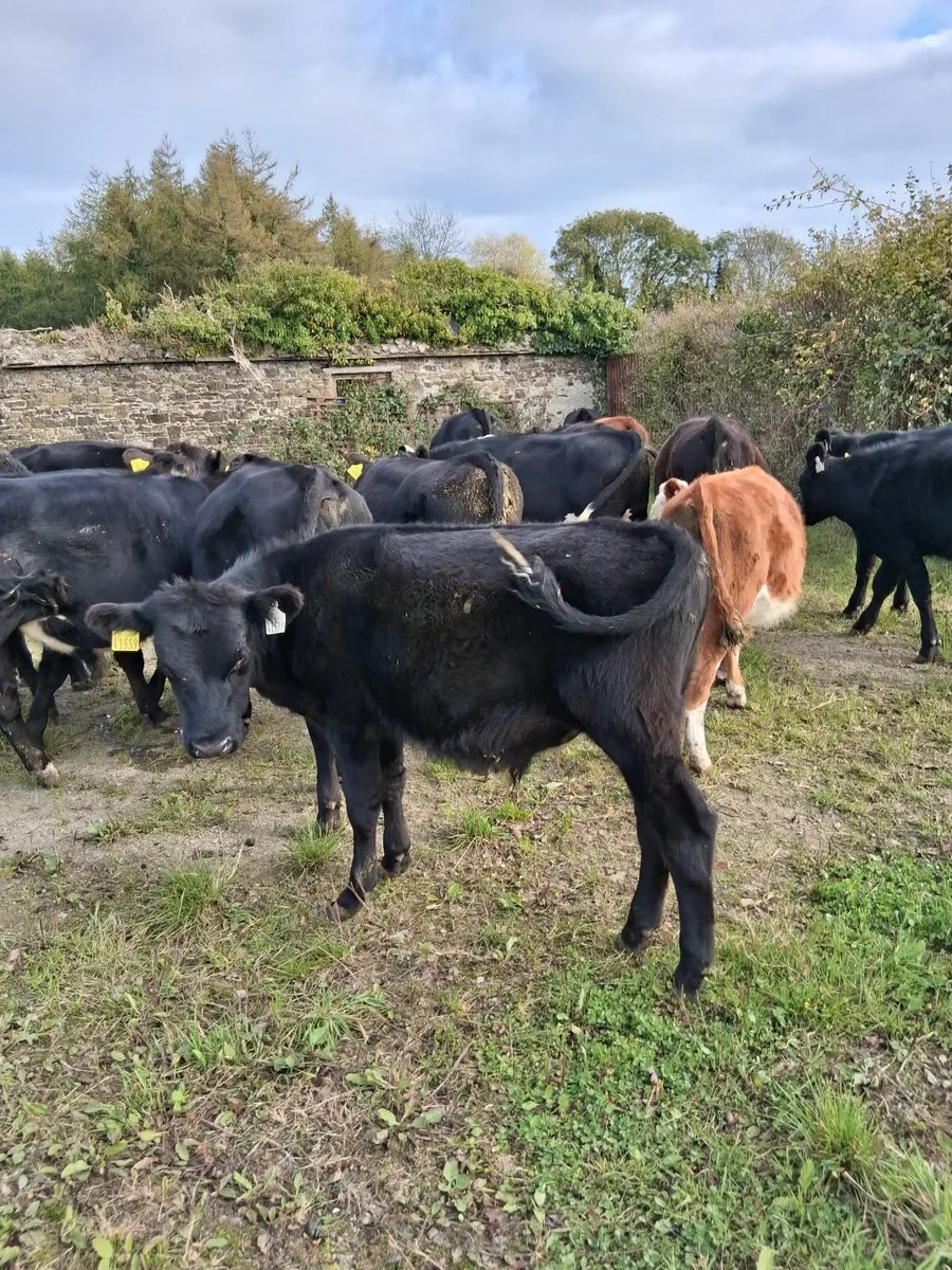 AA bull weanlings - Image 4
