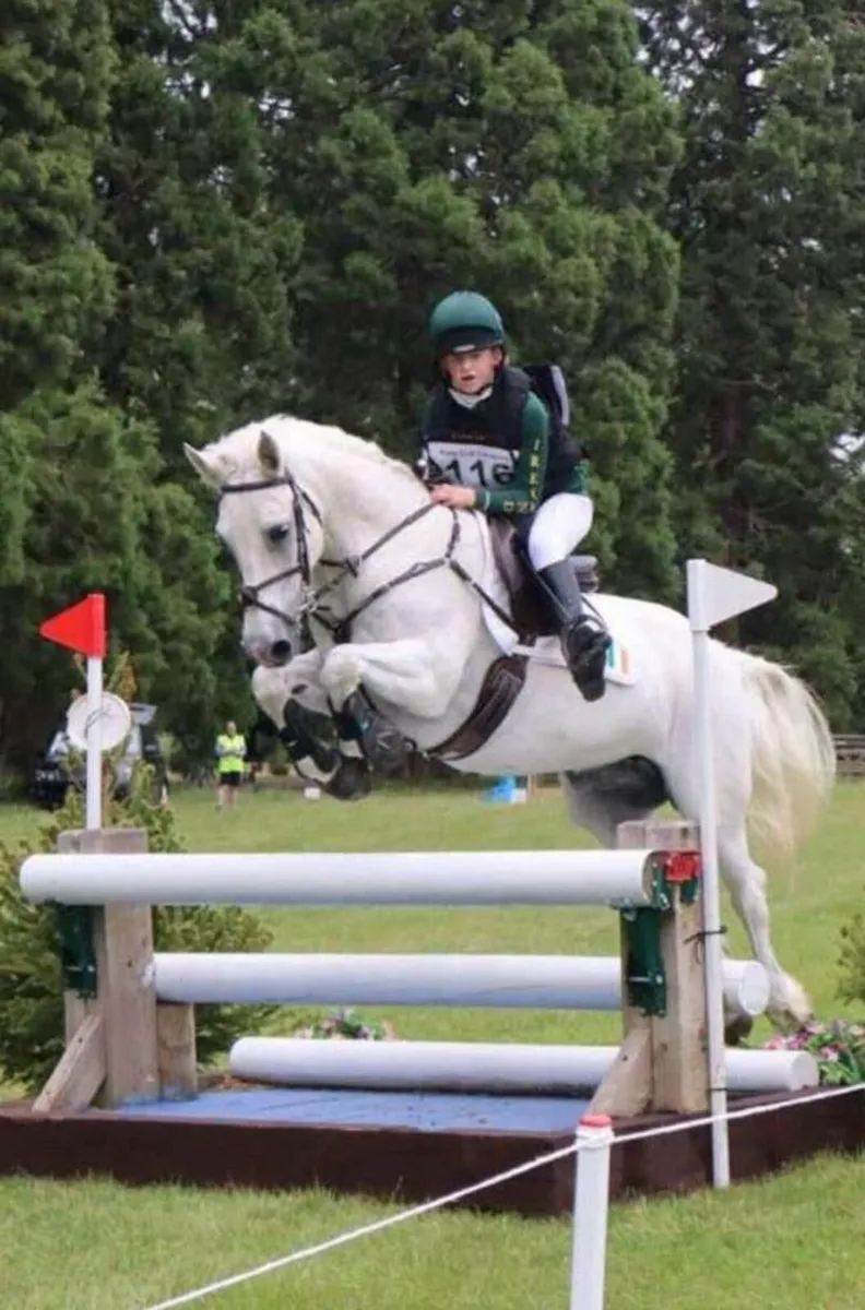 🌟 Super Eventing Pony 🌟 - Image 1