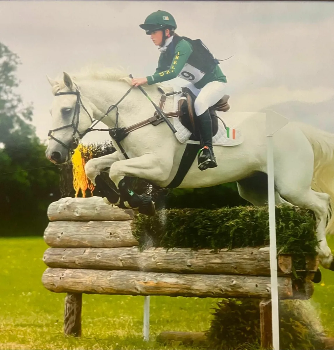 🌟 Super Eventing Pony 🌟 - Image 4