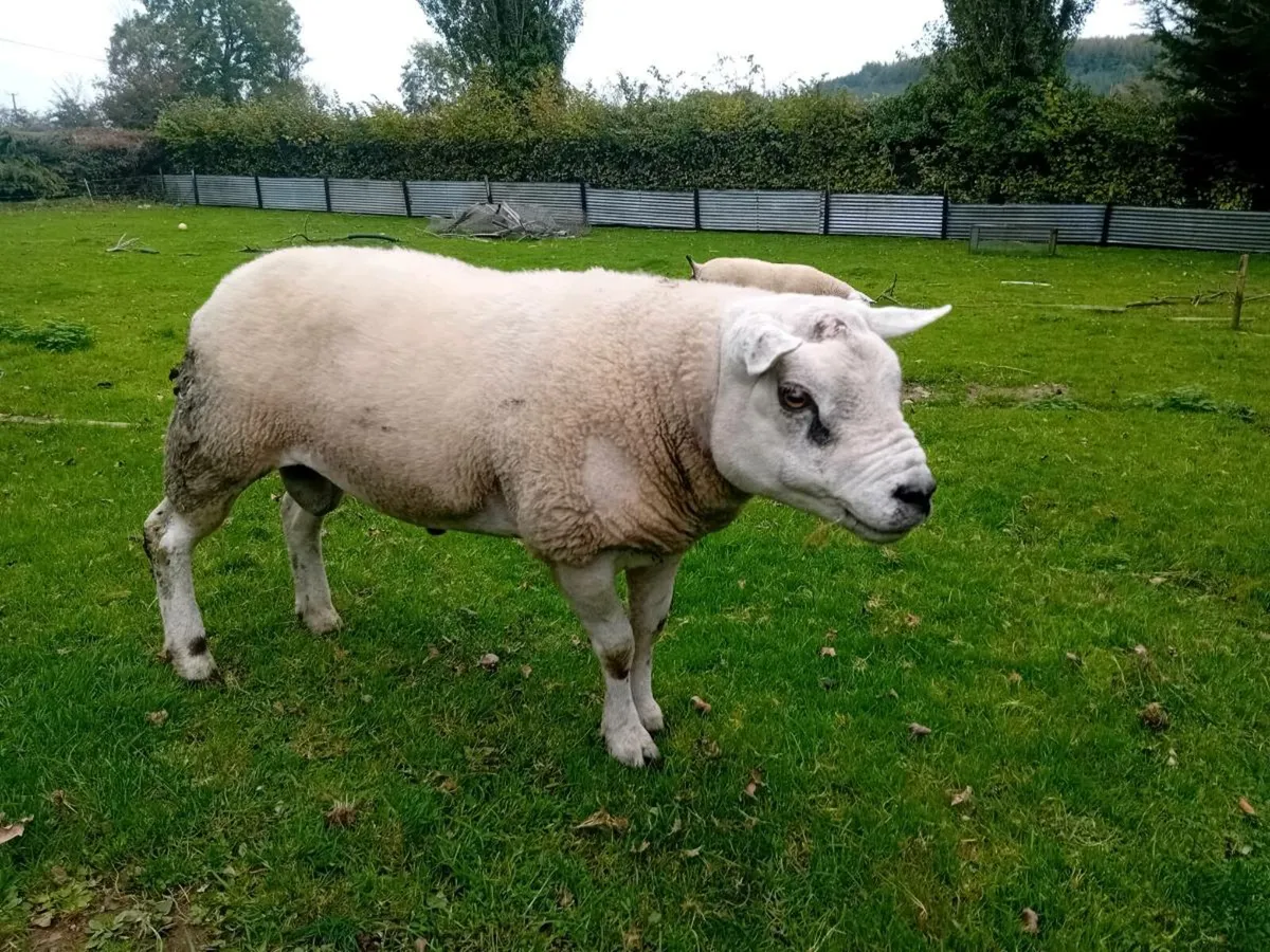 ☆☆☆texel rams 2    1/2☆☆☆ - Image 1