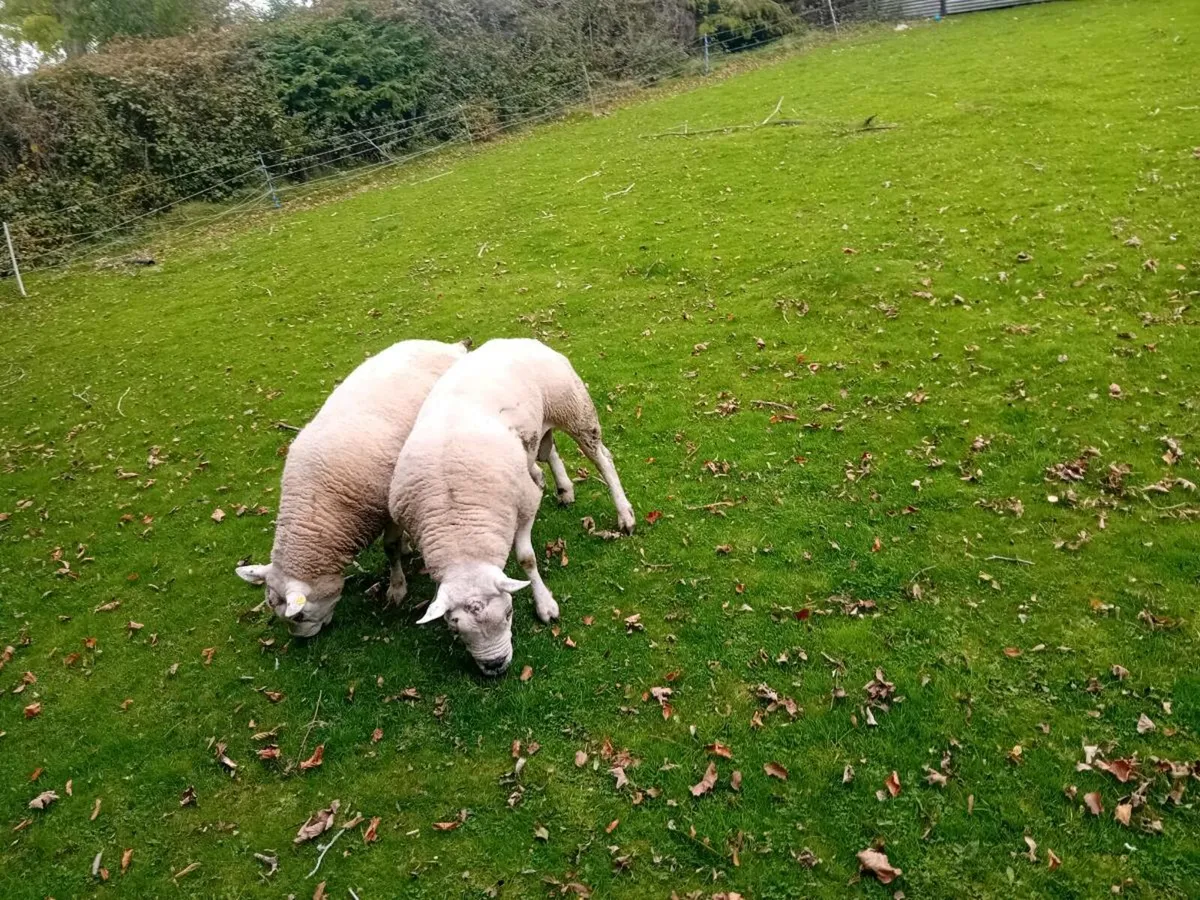 ☆☆☆texel rams 2    1/2☆☆☆ - Image 2