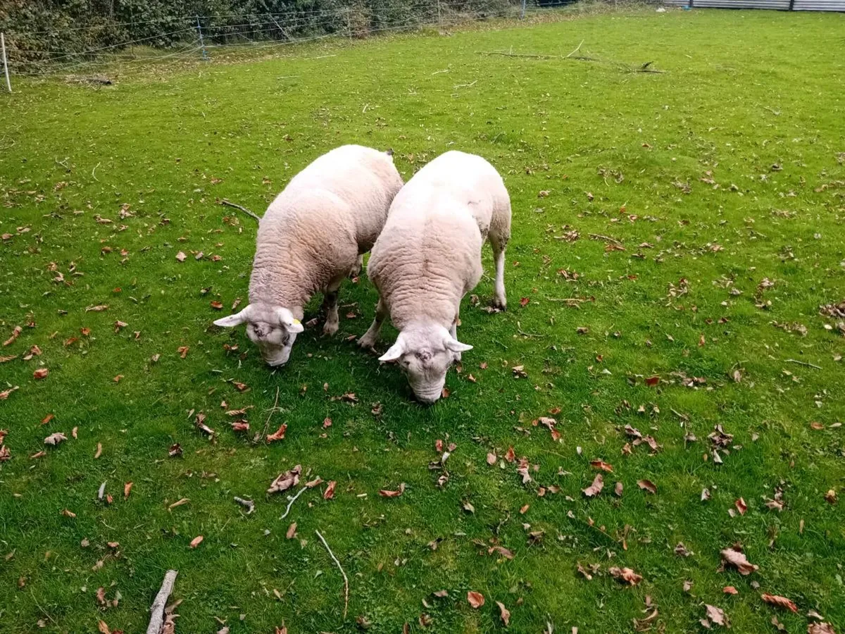 ☆☆☆texel rams 2    1/2☆☆☆ - Image 3