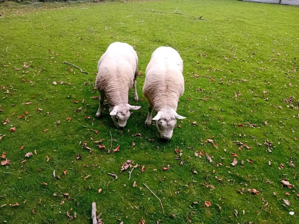 ☆☆☆texel rams 2    1/2☆☆☆ - Image 4