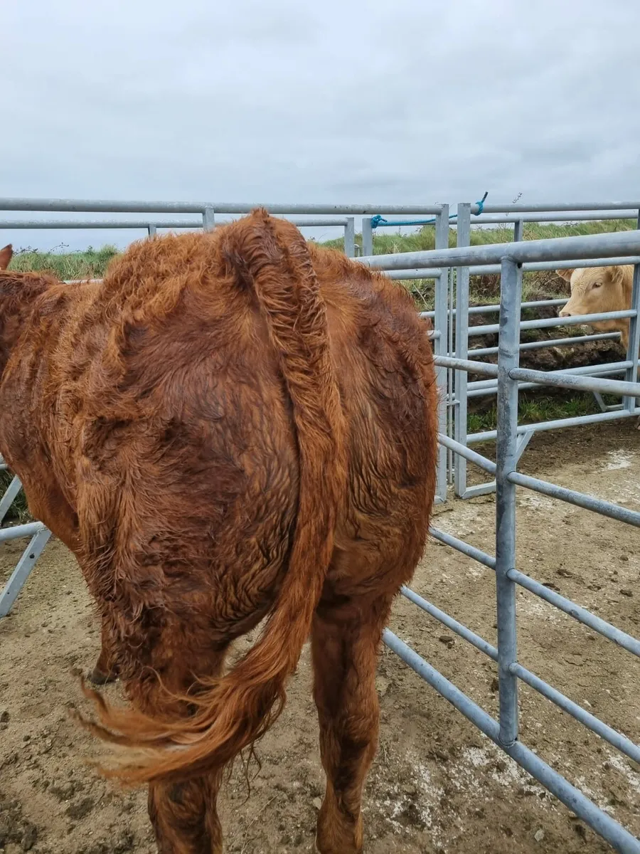 5 star weanling heifers 4 sale Balla Mart 14th Oct - Image 2