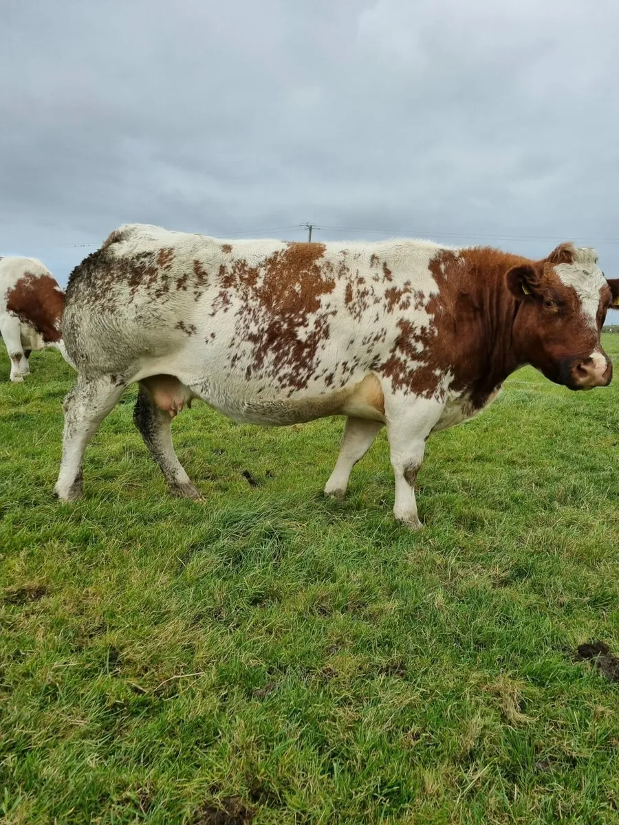 5 star weanling heifers 4 sale Balla Mart 14th Oct - Image 3