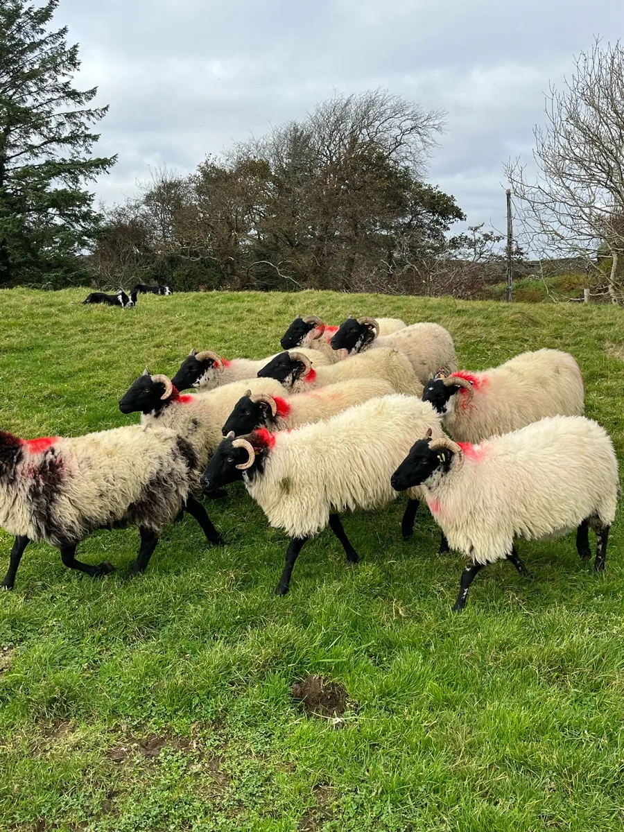 Lanark X Hoggets - Image 1