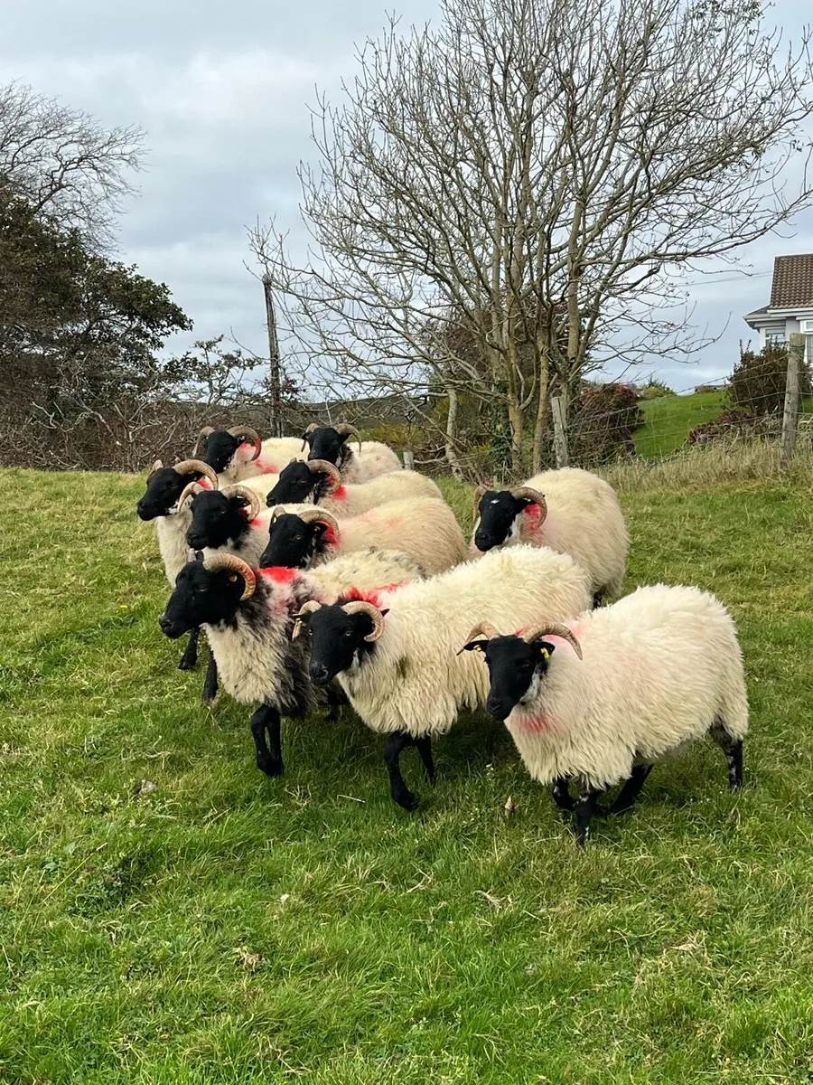 Lanark X Hoggets - Image 2