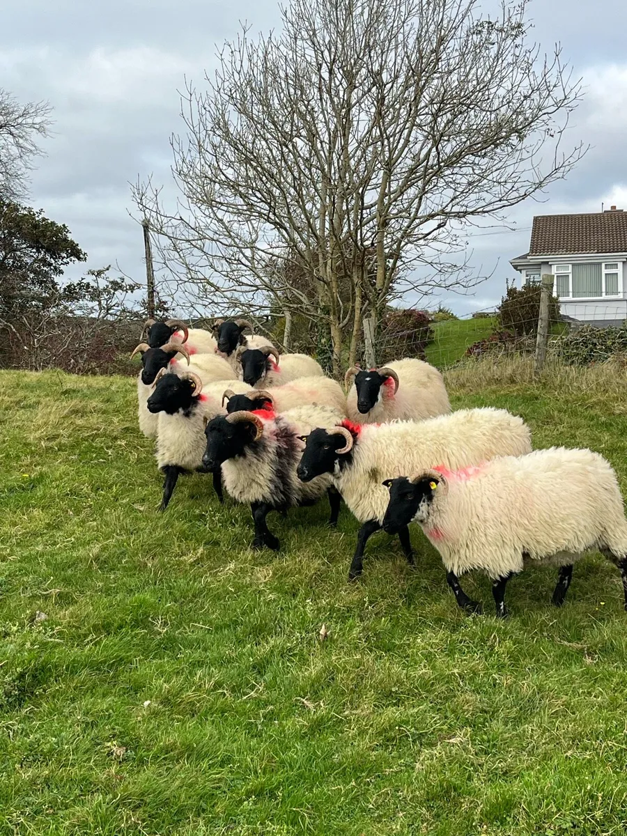 Lanark X Hoggets - Image 3