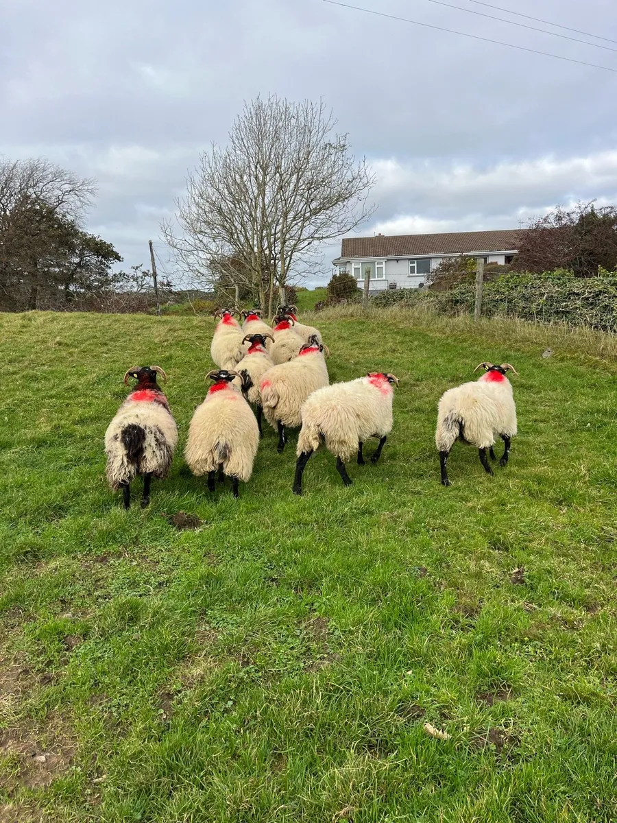 Lanark X Hoggets - Image 4
