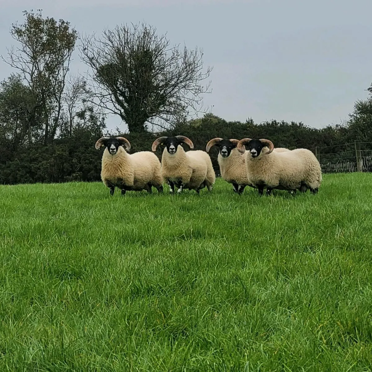 Lanark Ram Lambs - Image 1